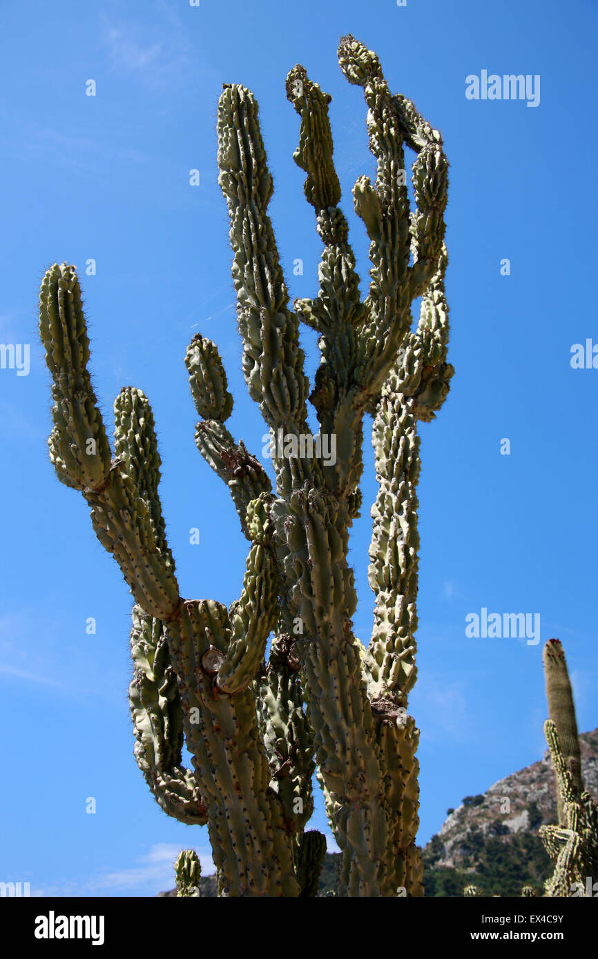Cristate Kaktus, Cereus Uruguayanus var Monstruosus. Monaco Botanischer Garten. Stockfoto