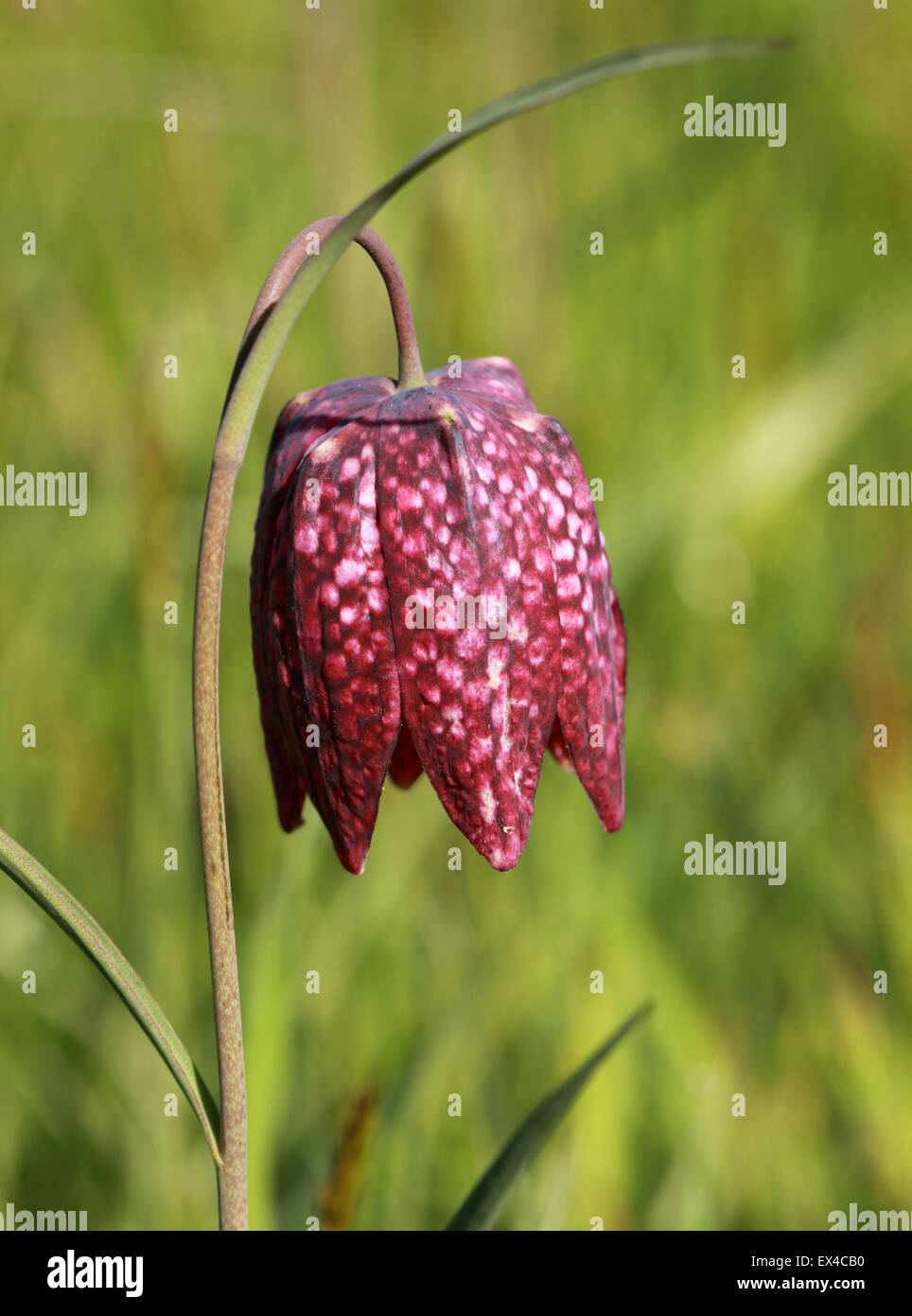 Schlangen Kopf Fritillary, Fritillaria Meleagris, Liliaceae. Stockfoto
