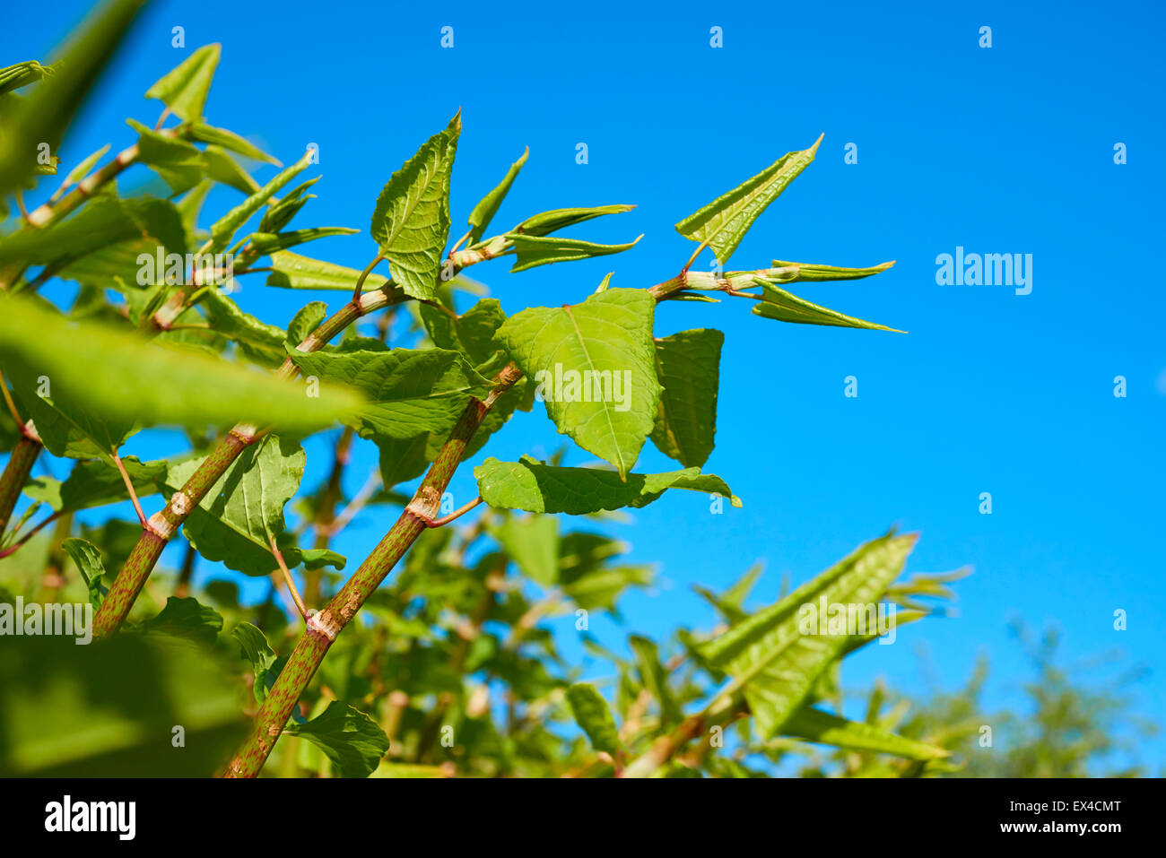 Polygonum Sachalinense Wachstum Stockfoto