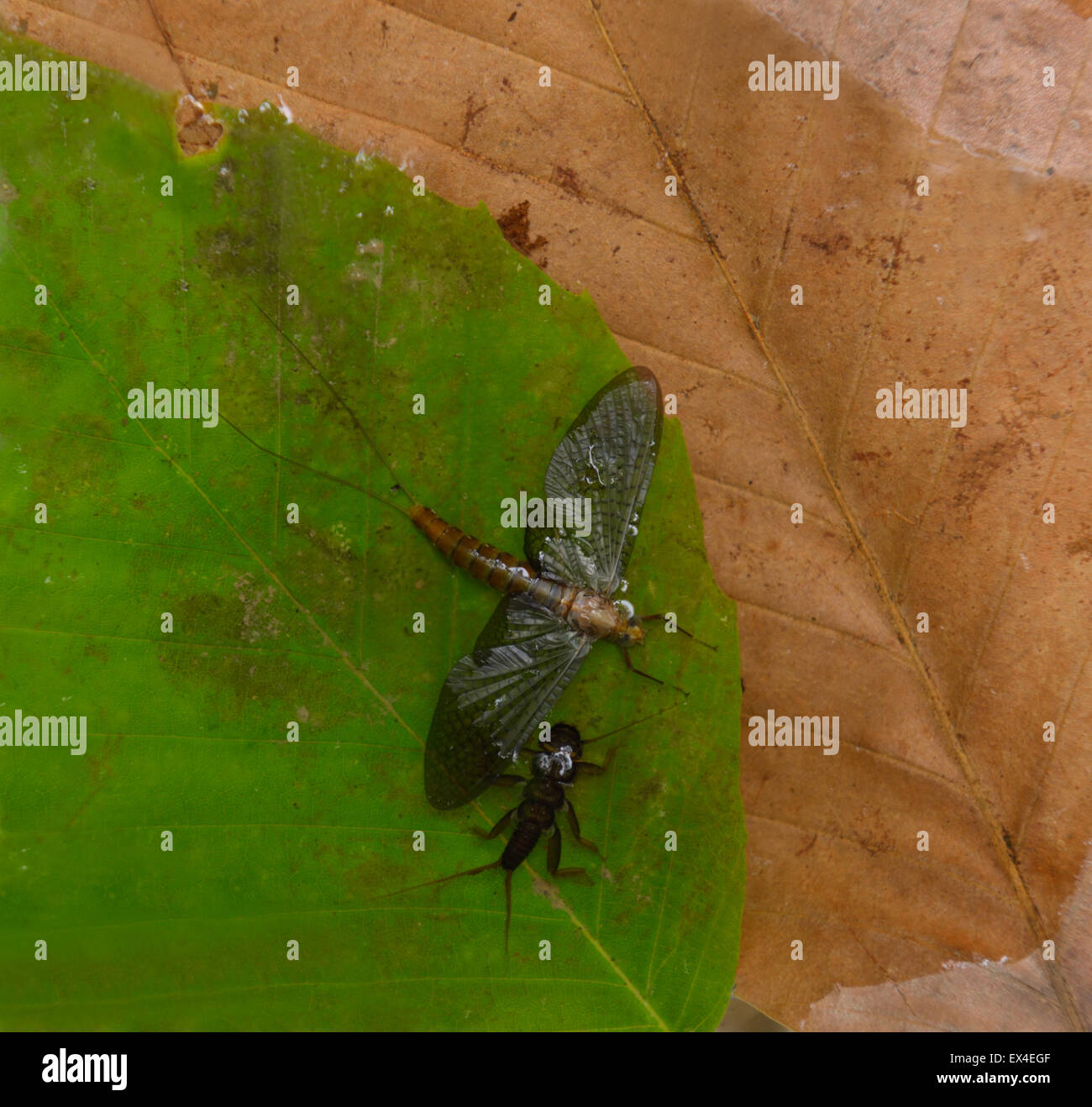 Stein fliegen (Ordnung Plecoptera) Nymphe und Erwachsene fliegen Stockfoto
