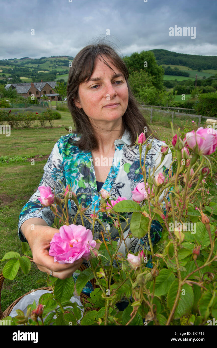 Blütenblätter in das Tal Destillieren Rosenwasser aus der Rosen im Garten für Ernährung, Gesundheit und Schönheit Produkte mit Eigentümer desdemona Freeman. Stockfoto