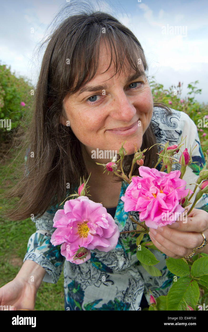 Blütenblätter in das Tal Destillieren Rosenwasser aus der Rosen im Garten für Ernährung, Gesundheit und Schönheit Produkte mit Eigentümer desdemona Freeman. Stockfoto