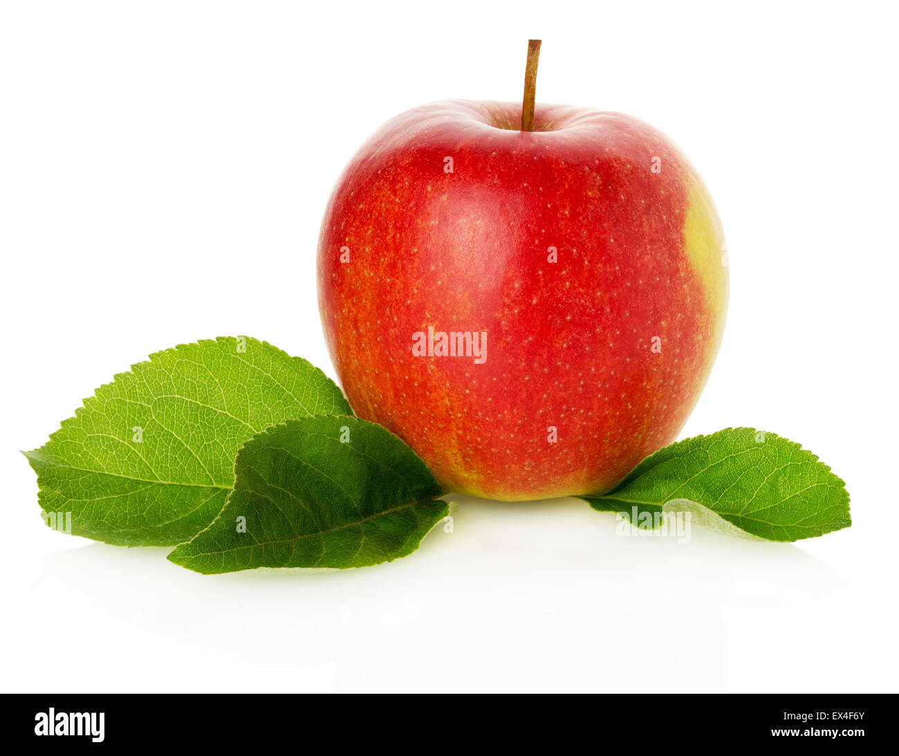 roter Apfel auf dem weißen Hintergrund. Stockfoto