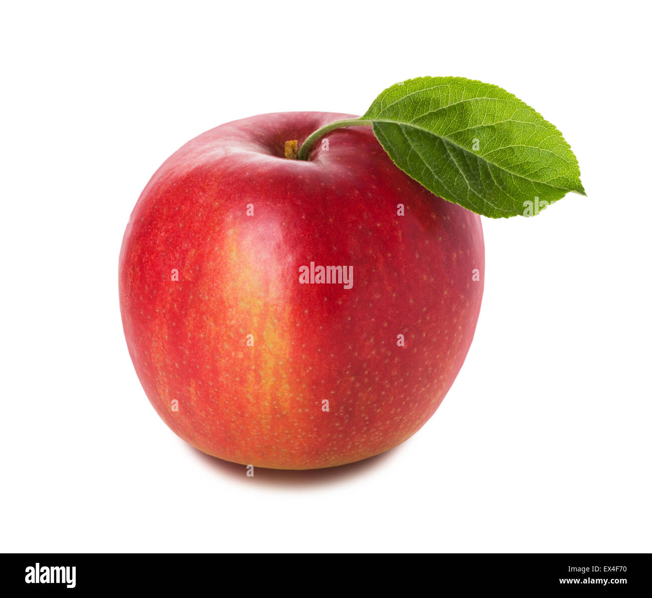 roter Apfel auf dem weißen Hintergrund. Stockfoto
