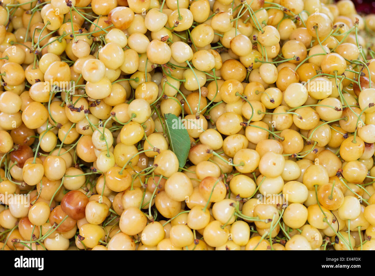 rot weiße Kirschen mit Blütenblättern. Stockfoto