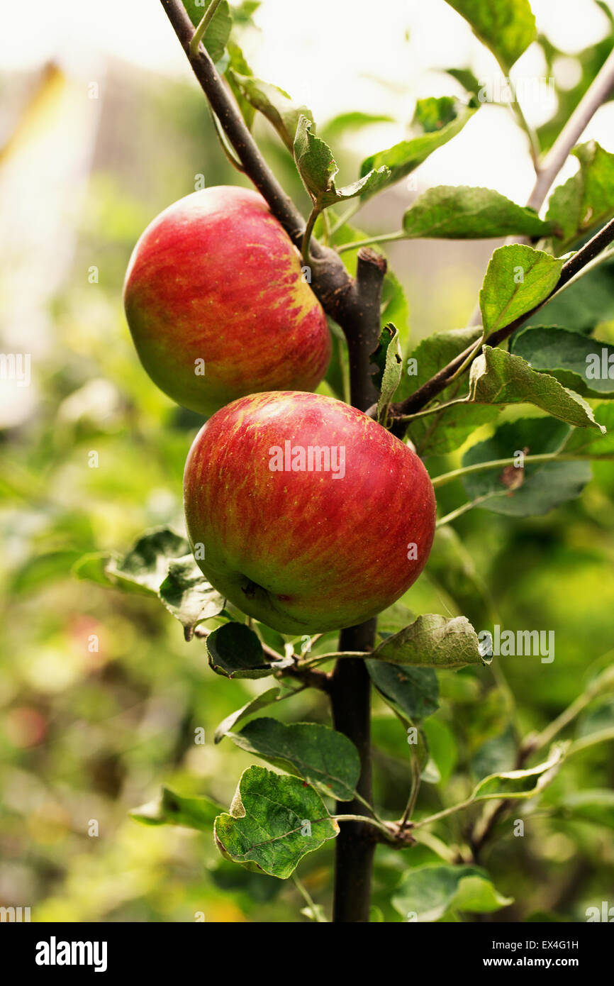 rote und grüne Äpfel auf dem Baum. Stockfoto