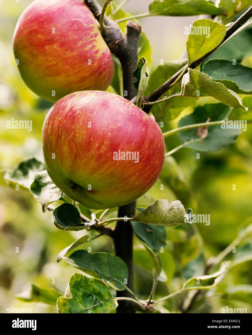 rote Äpfel am Baum. Stockfoto