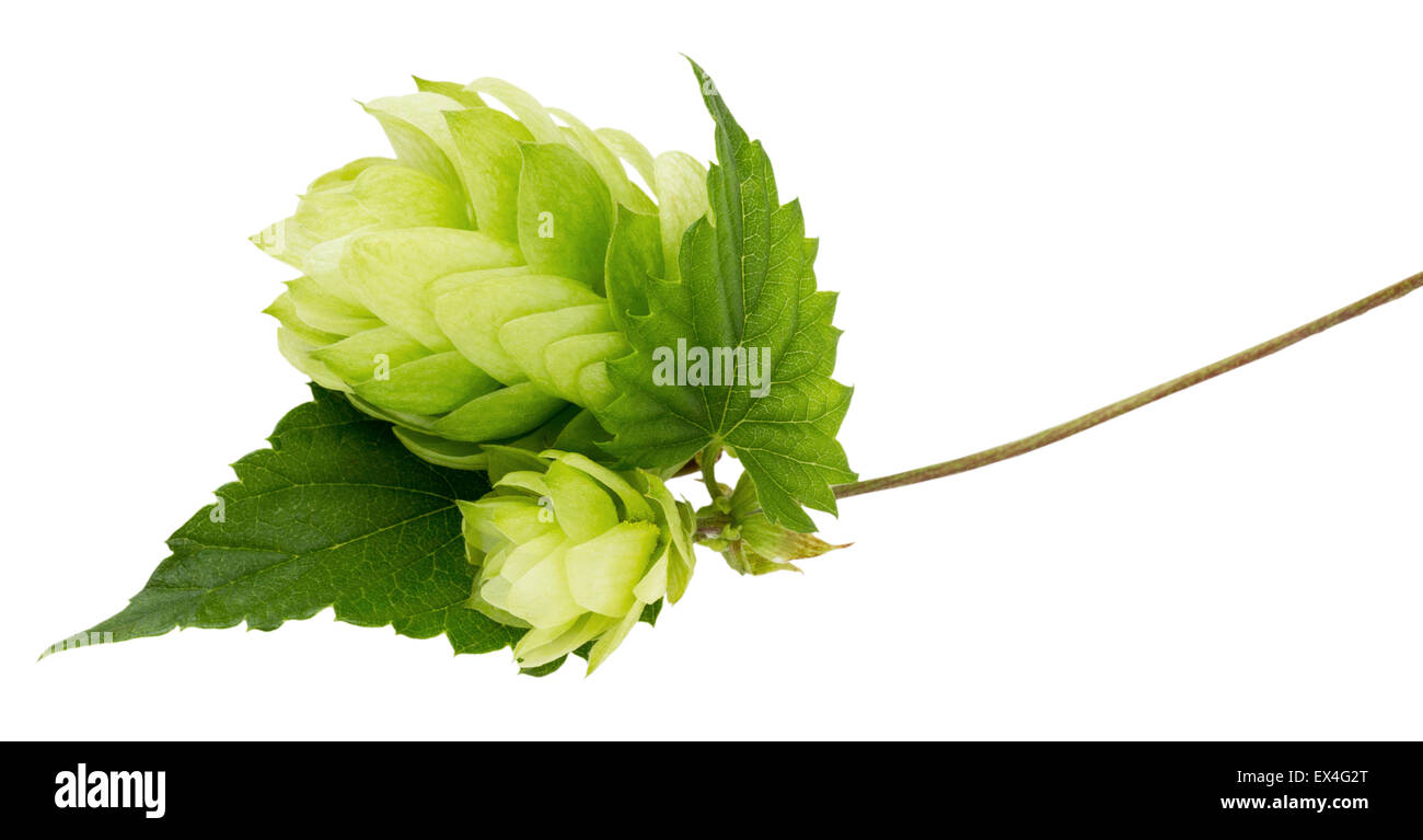 grünen Hopfen auf dem weißen Hintergrund isoliert. Stockfoto