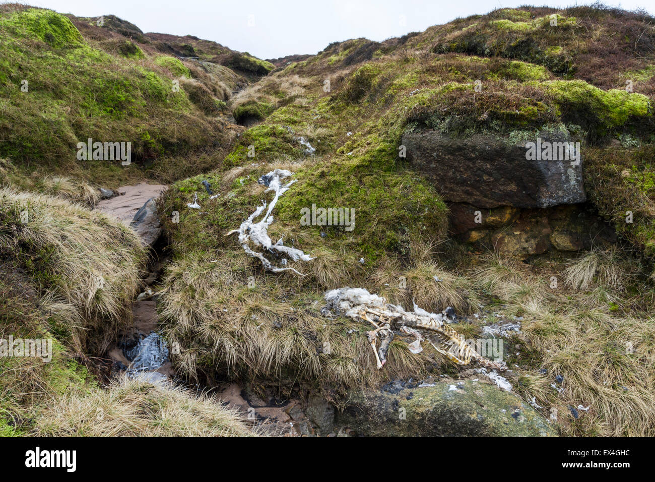 Totes Tier. Bleibt der Schafe auf Moorland, Kinder Scout, Peak District, Derbyshire, Großbritannien Stockfoto