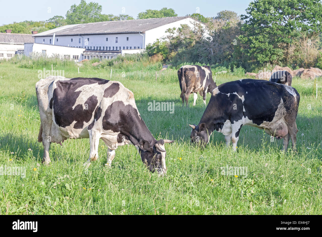 Grasende Kühe auf einer grünen Sommerwiese, Weide in Polen. Stockfoto