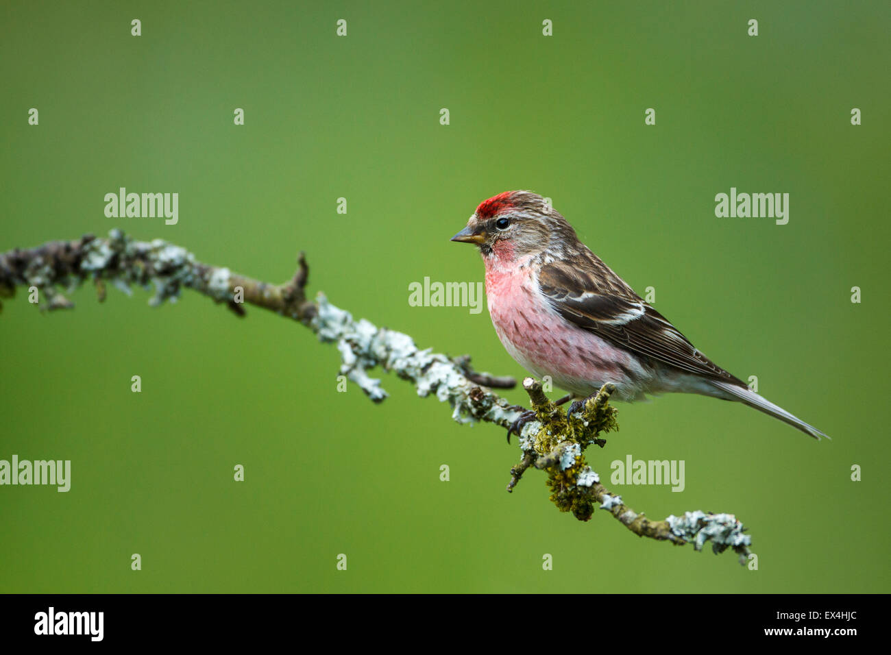 Geringerer Redpoll (Zuchtjahr Kabarett) - UK Stockfoto