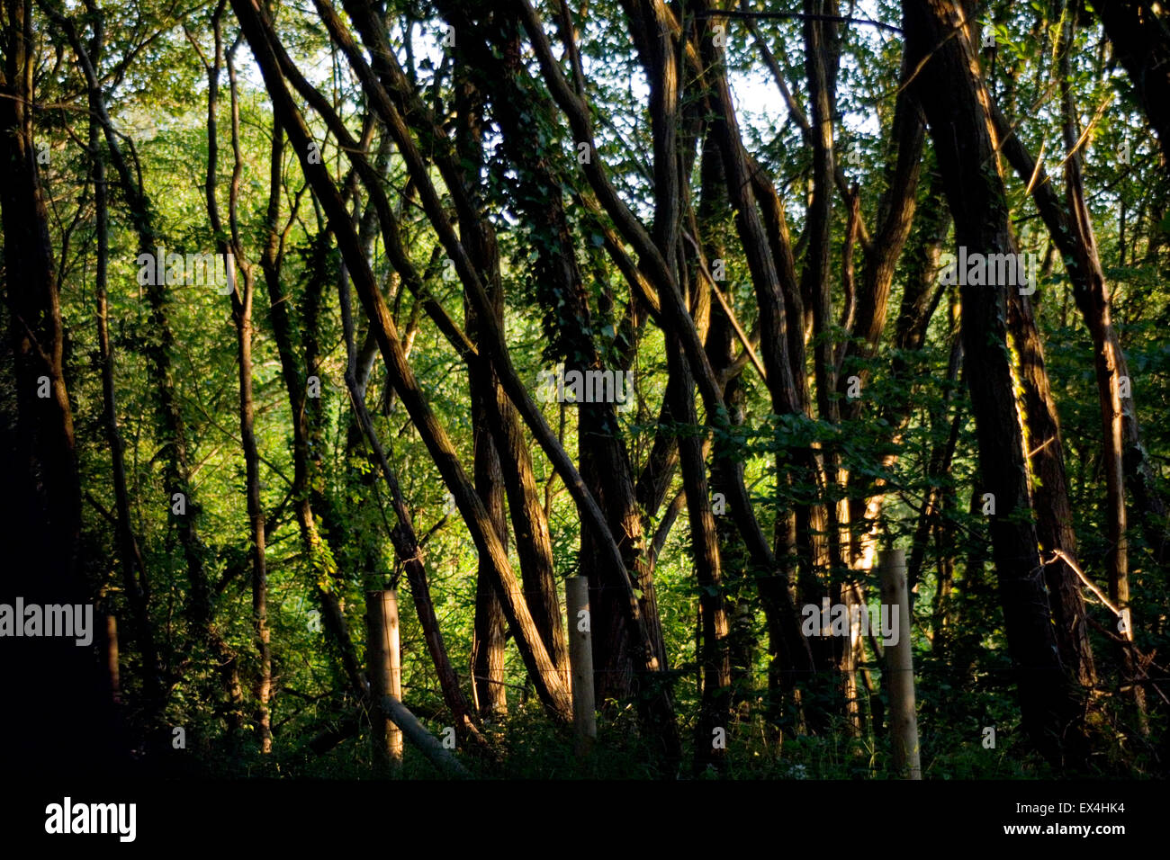 Sonnenlicht Filterung durch das Wäldchen und markanten Baumstämmen, schaffen eine bezaubernde Kombination von grünen Bäumen und Sonnenlicht Stockfoto