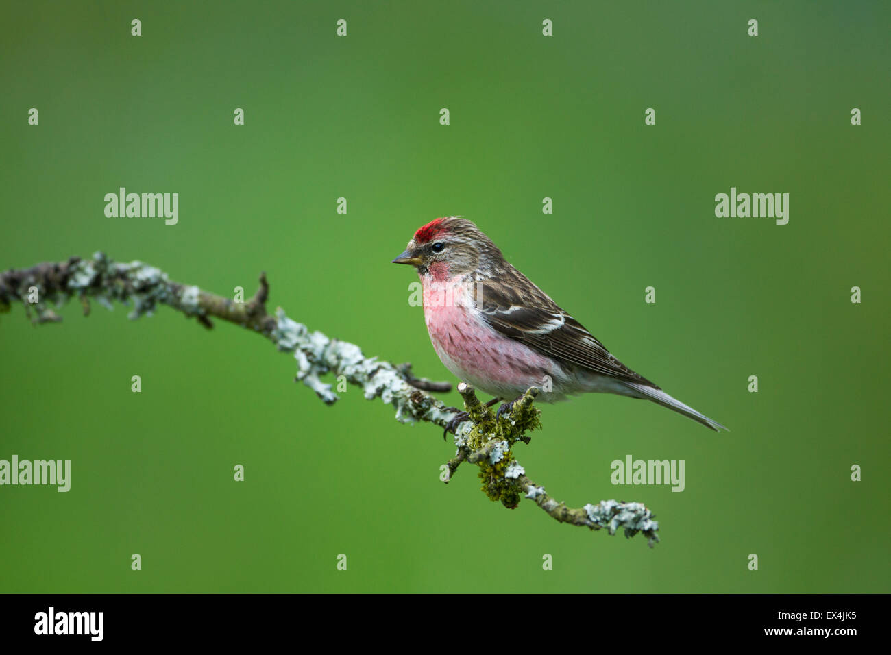 Geringerer Redpoll (Zuchtjahr Kabarett) - UK Stockfoto