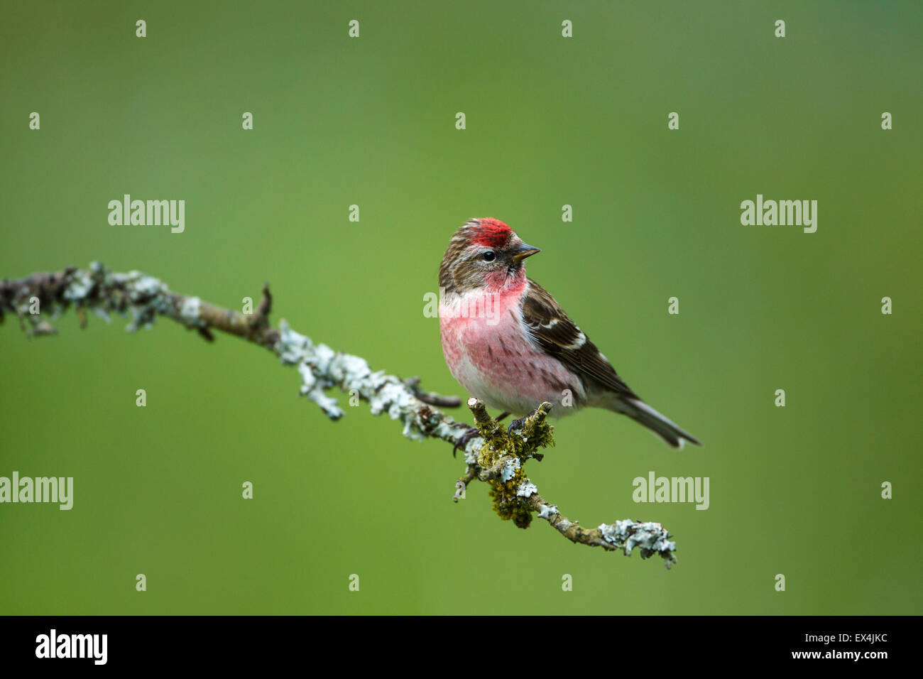Geringerer Redpoll (Zuchtjahr Kabarett) - UK Stockfoto