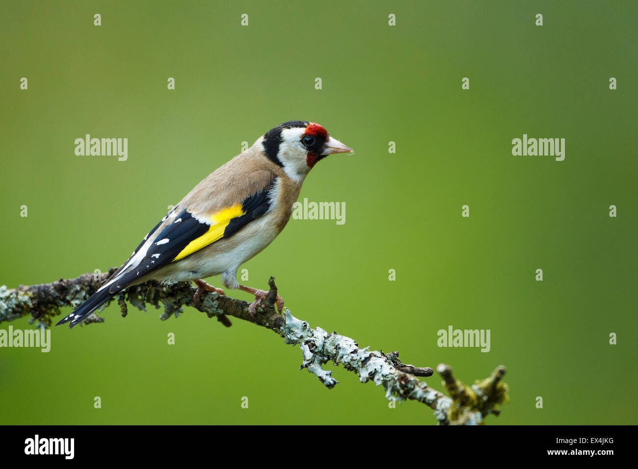 Stieglitz, Zuchtjahr Zuchtjahr, UK Stockfoto
