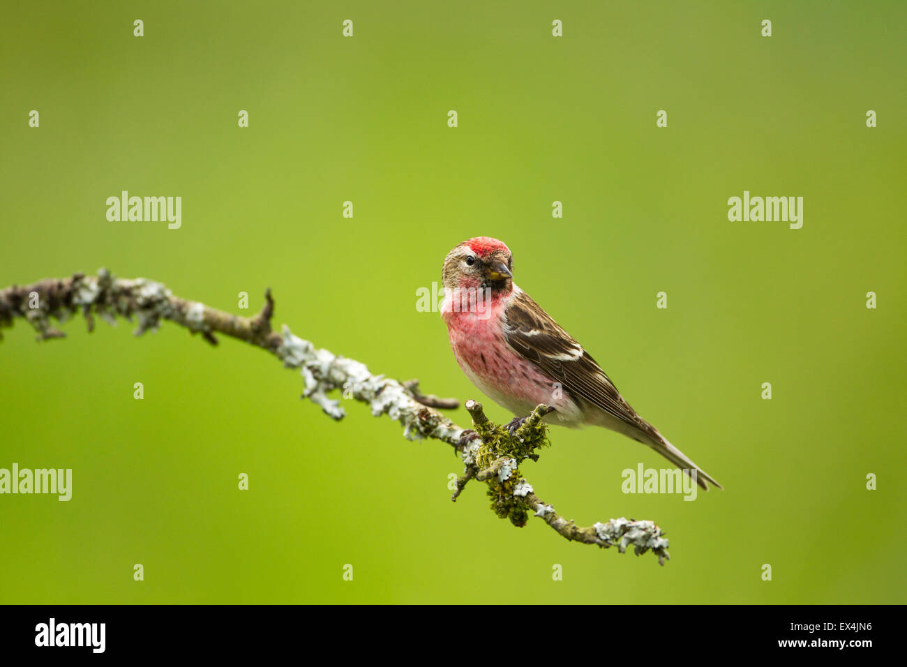 Geringerer Redpoll (Zuchtjahr Kabarett) - UK Stockfoto