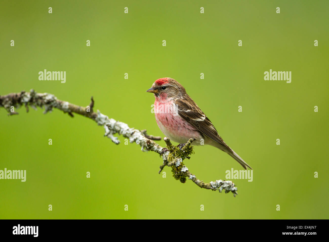 Geringerer Redpoll (Zuchtjahr Kabarett) - UK Stockfoto
