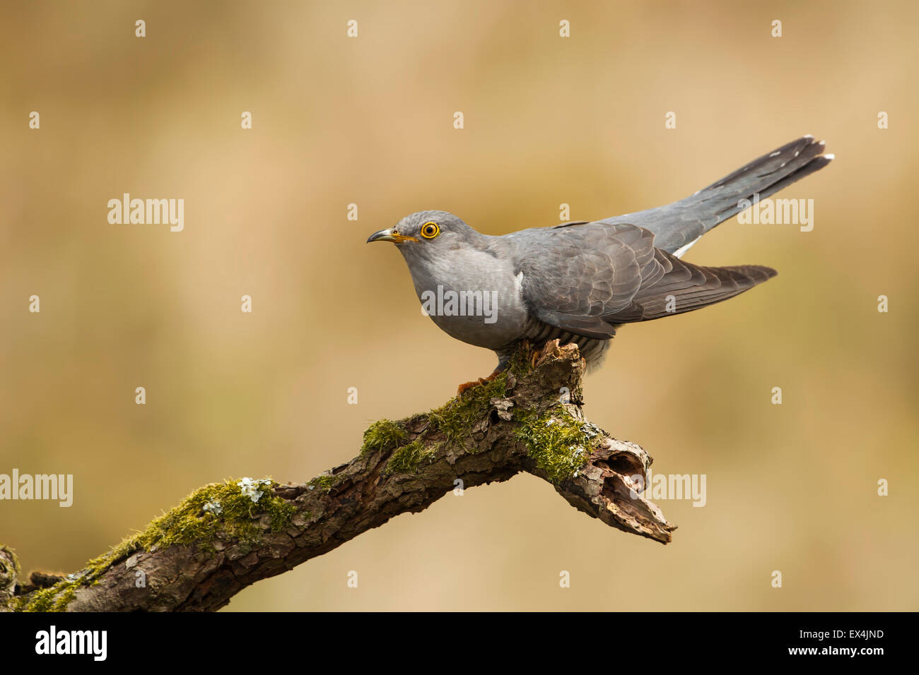 Kuckuck (Cuculus Canorus) - UK Stockfoto