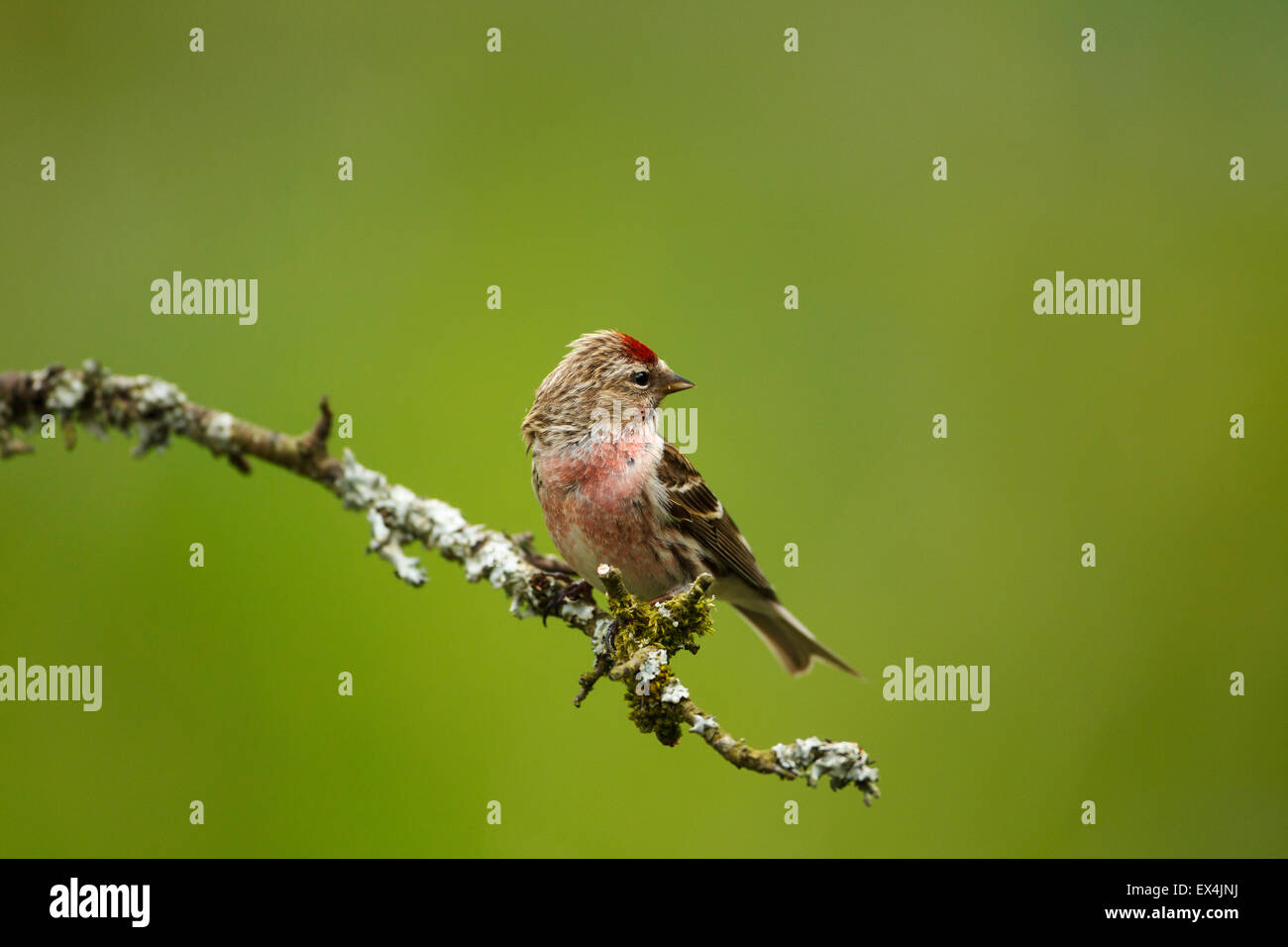 Geringerer Redpoll (Zuchtjahr Kabarett) - UK Stockfoto
