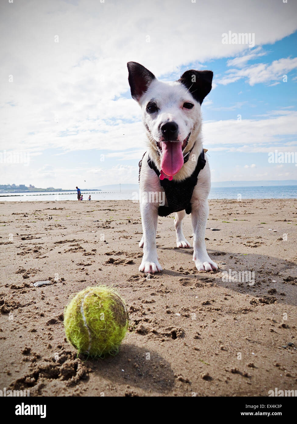 Nahaufnahme von Jack Russell Hund am Strand mit gelben Tennisball Stockfoto