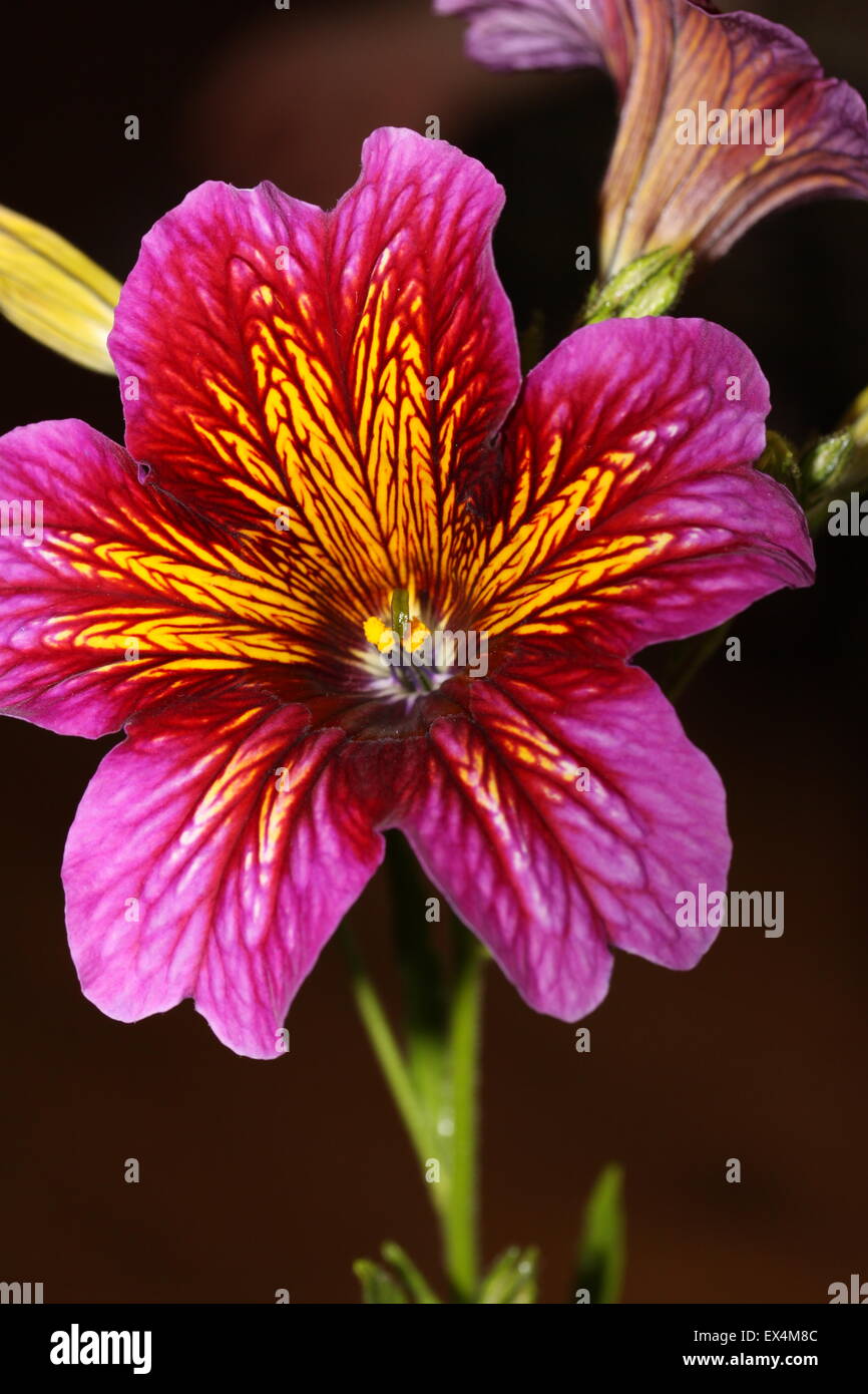 Pink und Gelb Salpiglossis (auch lackiert Zunge Pflanze bekannt) Sinuata Stockfoto