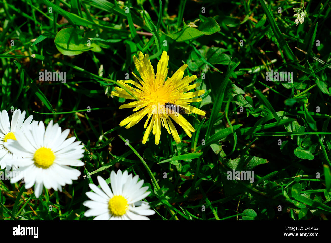 LÖWENZAHN & DAISY Stockfoto