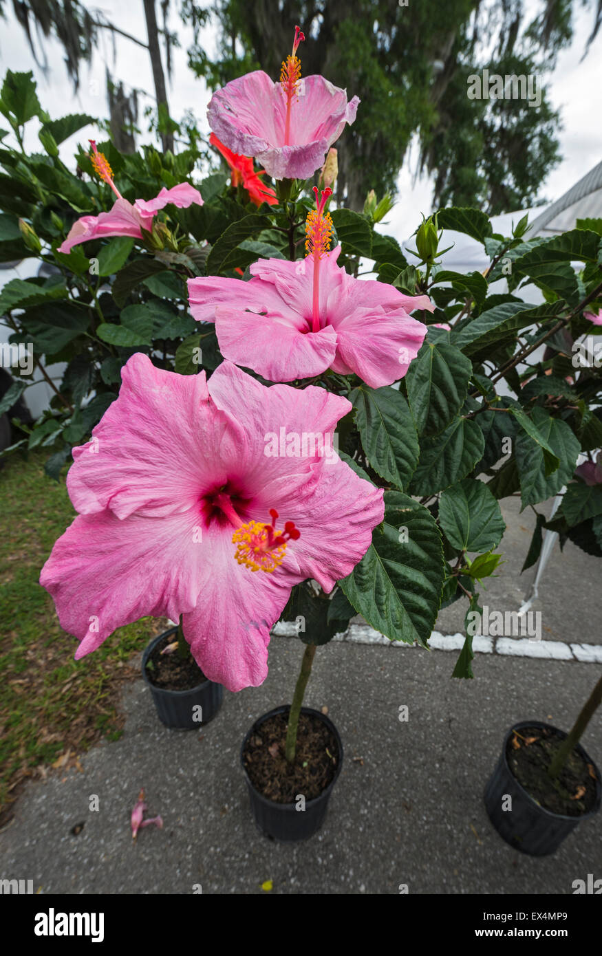 Blühende Hibiskus-Pflanzen zum Verkauf an Pioneer Days Festival in High Springs, Florida. Stockfoto