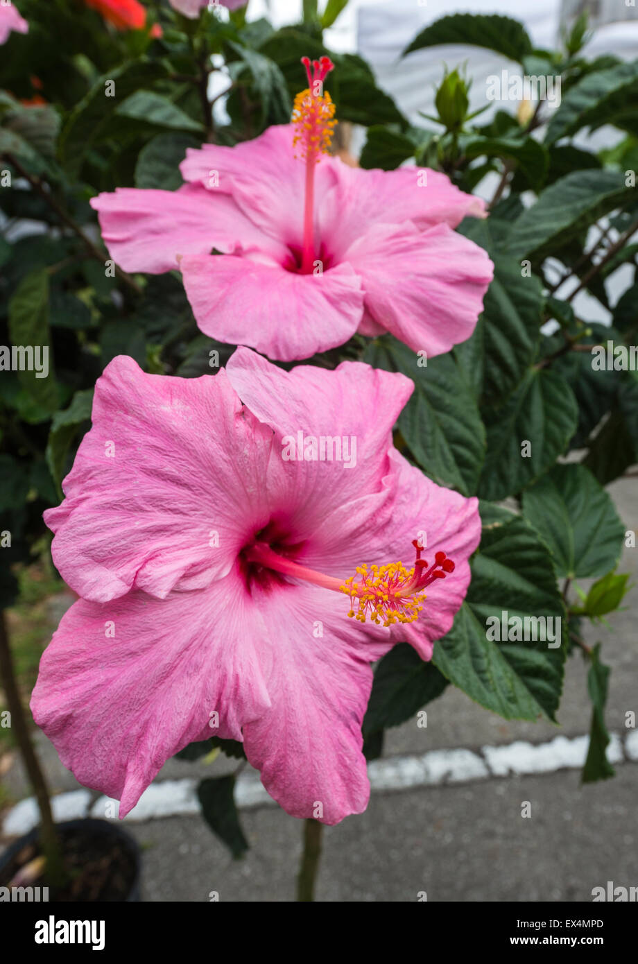 Blühende Hibiskus-Pflanzen zum Verkauf an Pioneer Days Festival in High Springs, Florida. Stockfoto