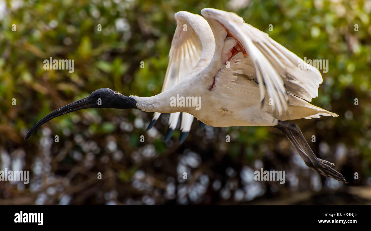 weißer Ibis im Flug über Mangroven Stockfoto