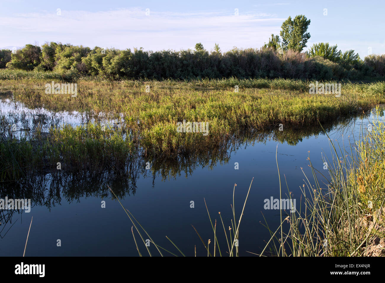 Abwasser Lagerung Teich, einheimische Flora. Stockfoto