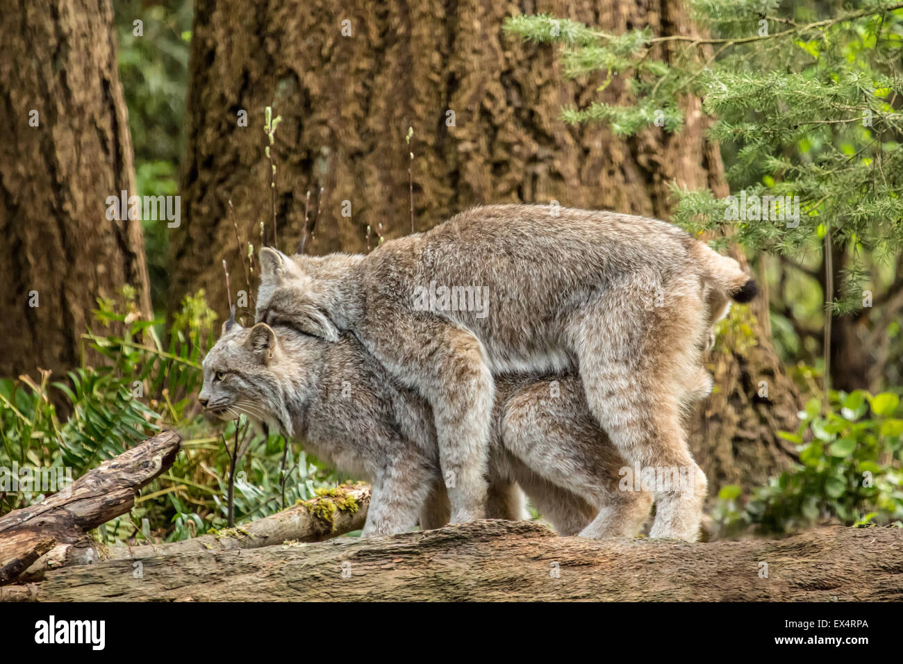 Kanada-Luchs Paarung im Nordwesten Trek Wildlife Park in der Nähe von Eatonville, Washington, USA Stockfoto