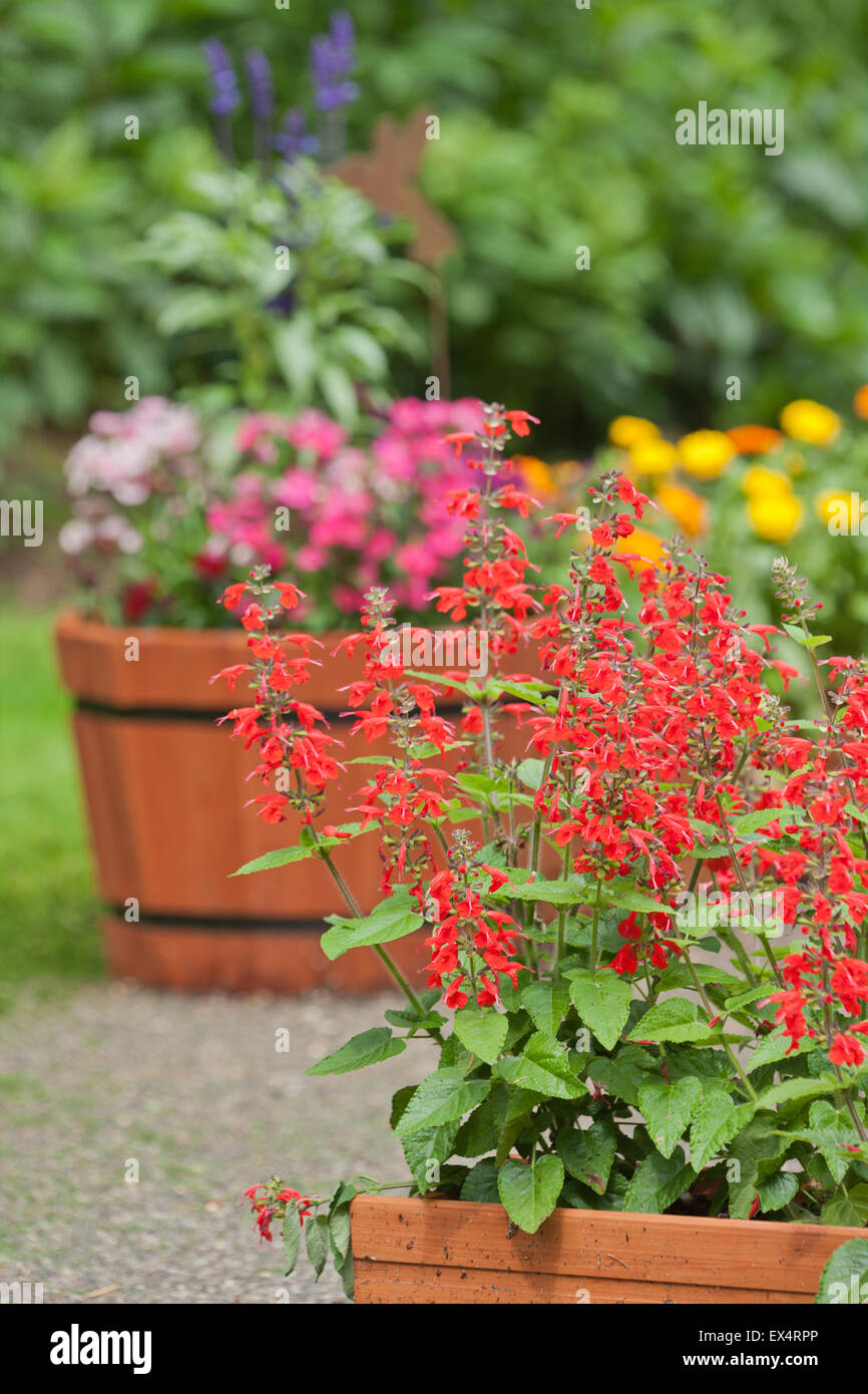 Blumentöpfe auf einer Zement-Terrasse in einem Hinterhof, mit Salvia "Lady in Red", Dianthus und Calendula Bon Bon gelbe Blumen Stockfoto