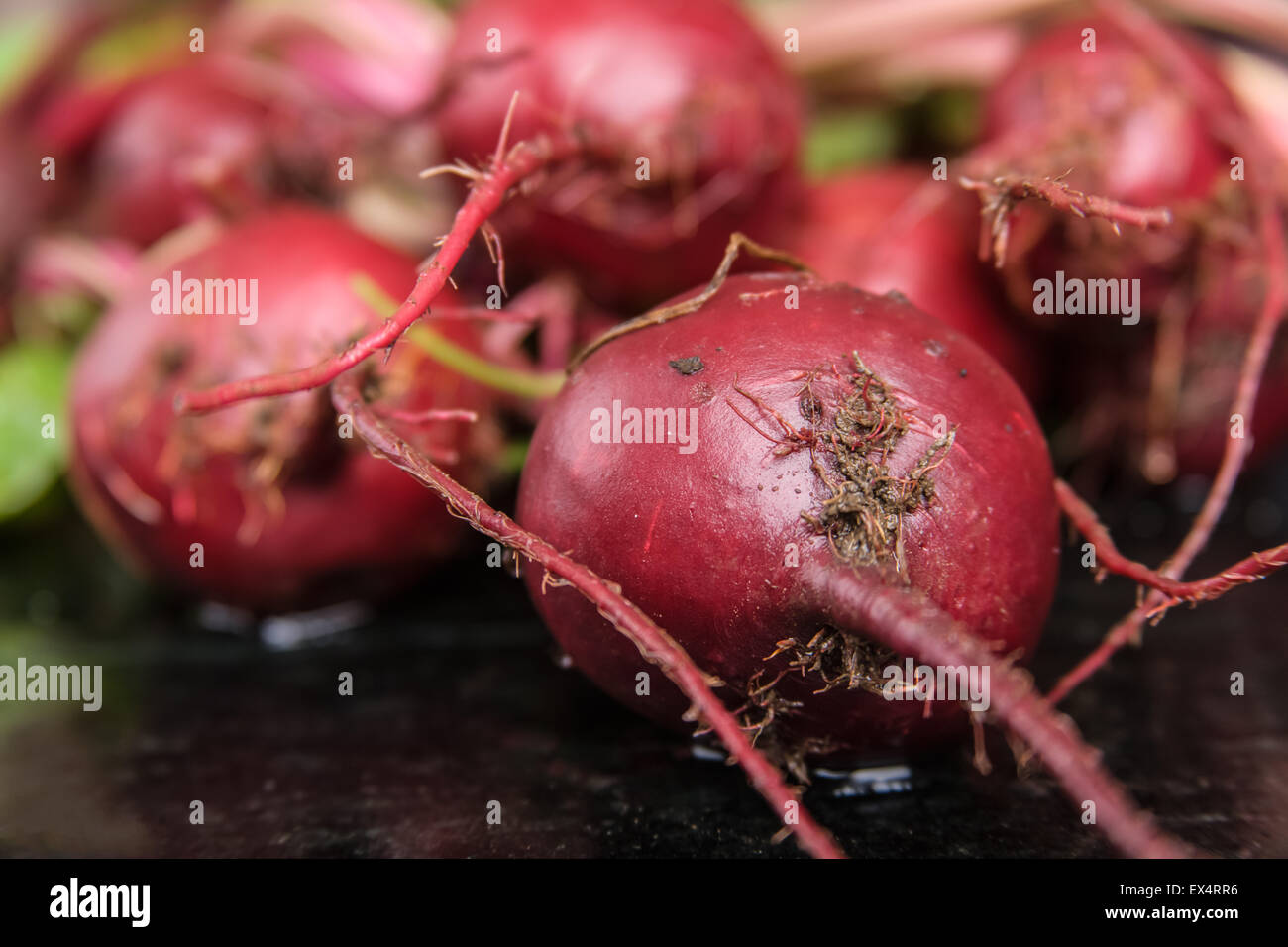 Wählen Sie feste, frische, knackige Rüben für den Einsatz in Haus-Dosen eingelegte Rüben zu machen. Stockfoto