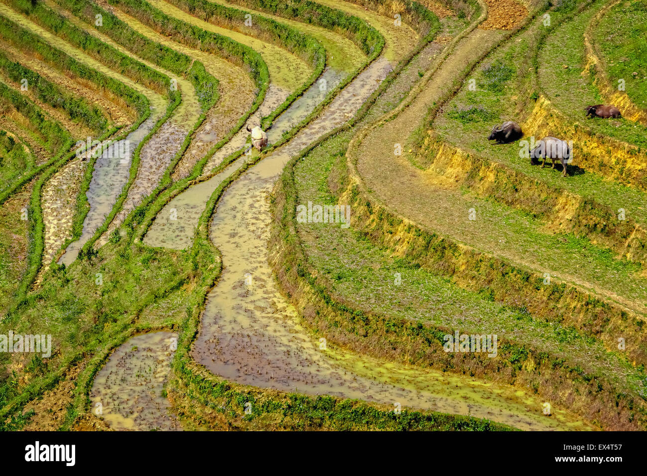 Überblick über die Reisfelder in Vietnam Sa Pa Stockfoto