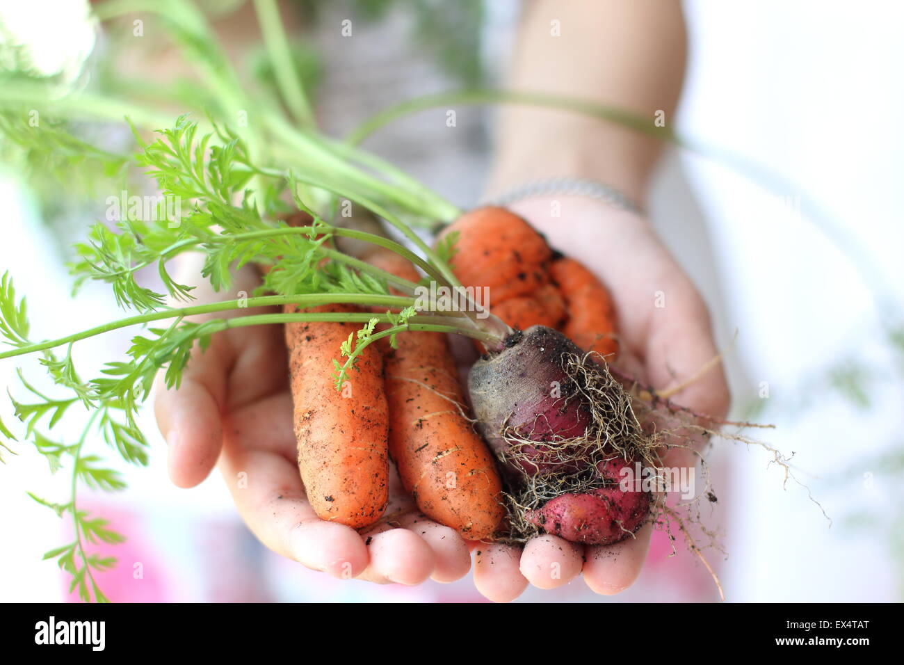 Kind selbst angebaute Karotten in der hand hält Stockfoto