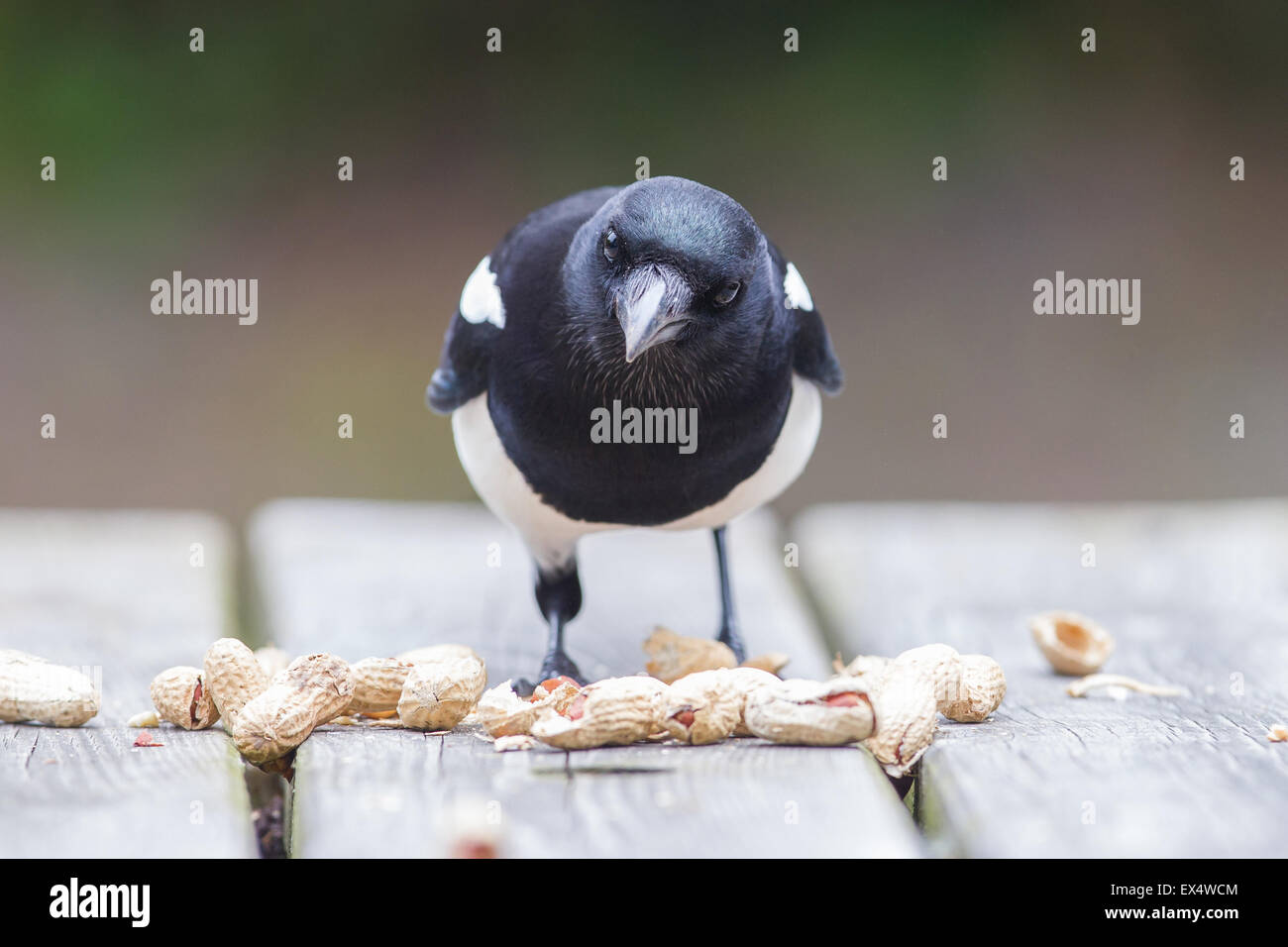 Europäische Elster (Pica Pica) Fütterung auf Erdnüsse Stockfoto