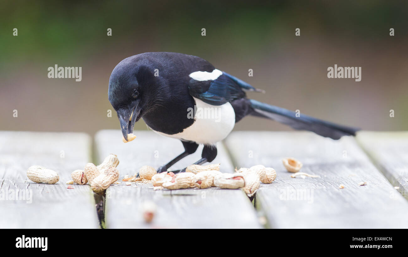 Europäische Elster (Pica Pica) Fütterung auf Erdnüsse Stockfoto