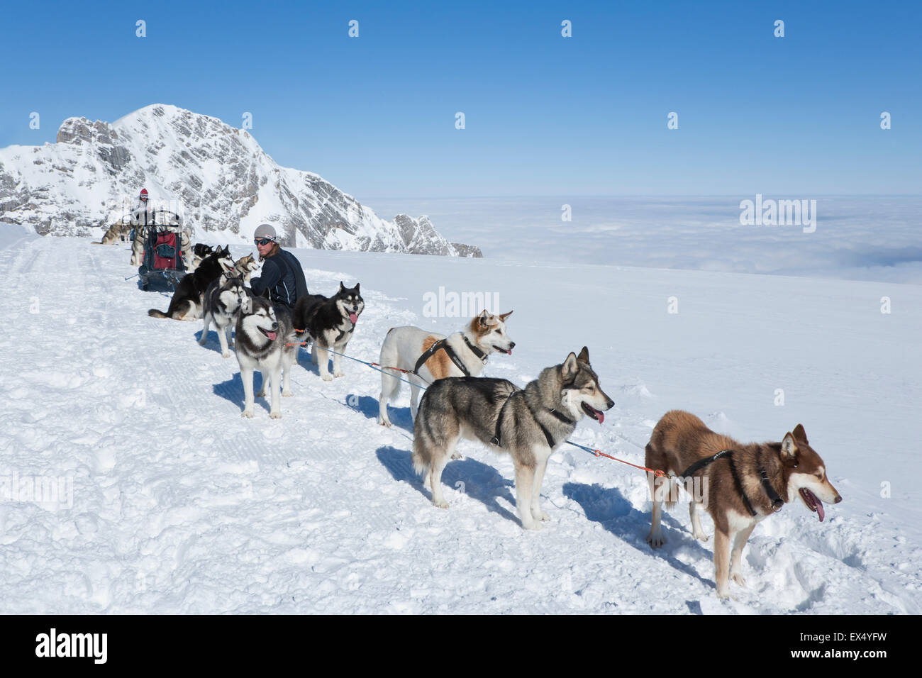 Schlittenhunde-teams mit Musher am Rastplatz, Berge und verschneite Landschaft, Dachstein Gletscher, Salzburg, Österreich Stockfoto