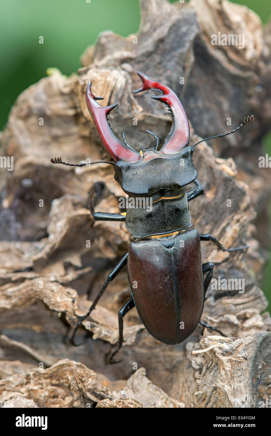 Hirschkäfer (Lucanus Cervus), Männlich, mittleren Elbe-Biosphärenreservat, Sachsen-Anhalt, Deutschland Stockfoto