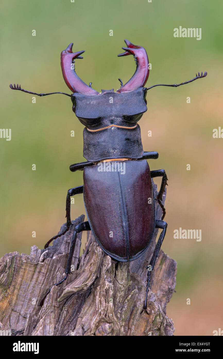 Hirschkäfer (Lucanus Cervus), Männlich, mittleren Elbe-Biosphärenreservat, Sachsen-Anhalt, Deutschland Stockfoto