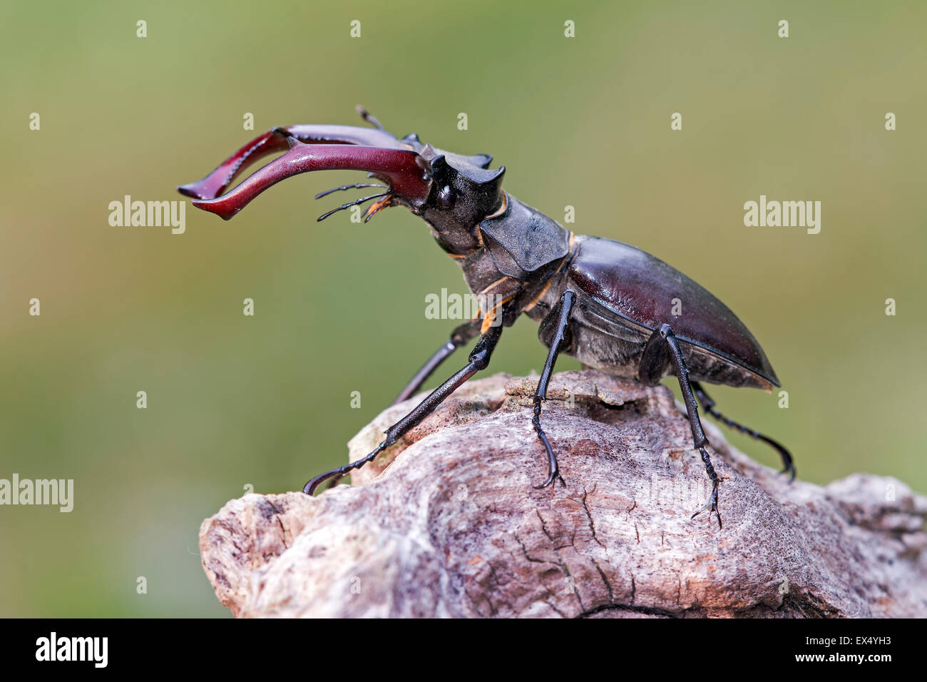 Hirschkäfer (Lucanus Cervus), Männlich, mittleren Elbe-Biosphärenreservat, Sachsen-Anhalt, Deutschland Stockfoto