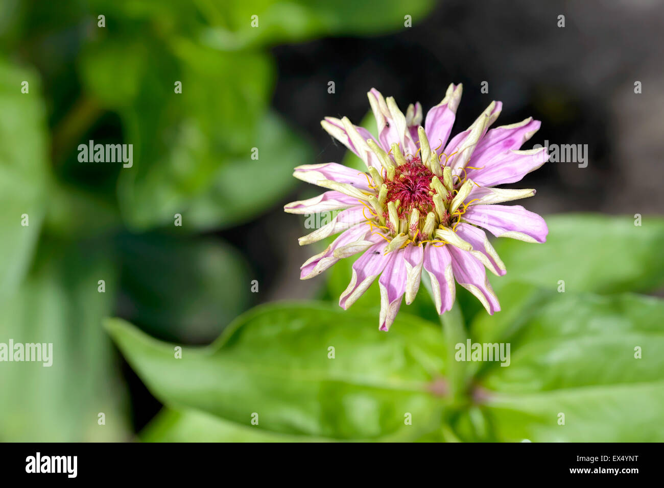 Eine einzelne Blume rosa Zinnia, gerade blühte, in einem Garten unter die warme Sommersonne Stockfoto