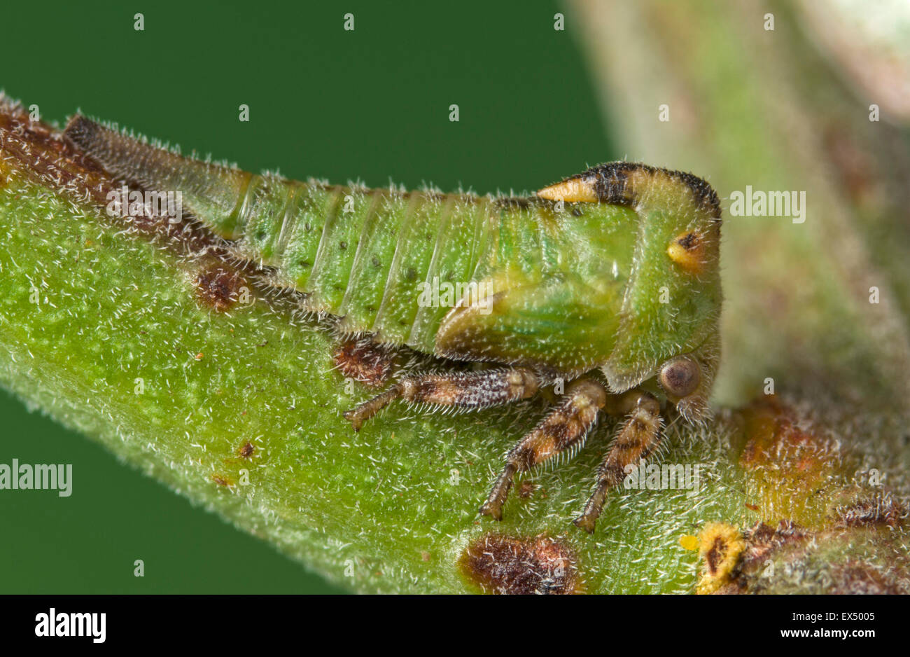 Eine grüne Treehopper Nymphe, Sextius Virescens, auf einem Flechtwerk-Baum Stockfoto