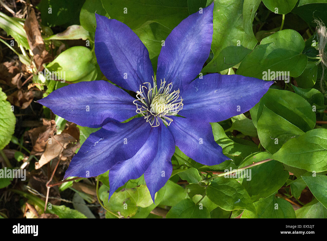 Clematis "Daniel Deronda" Stockfoto