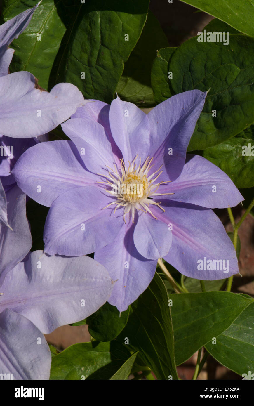 Clematis 'Blue Eyes' Stockfoto