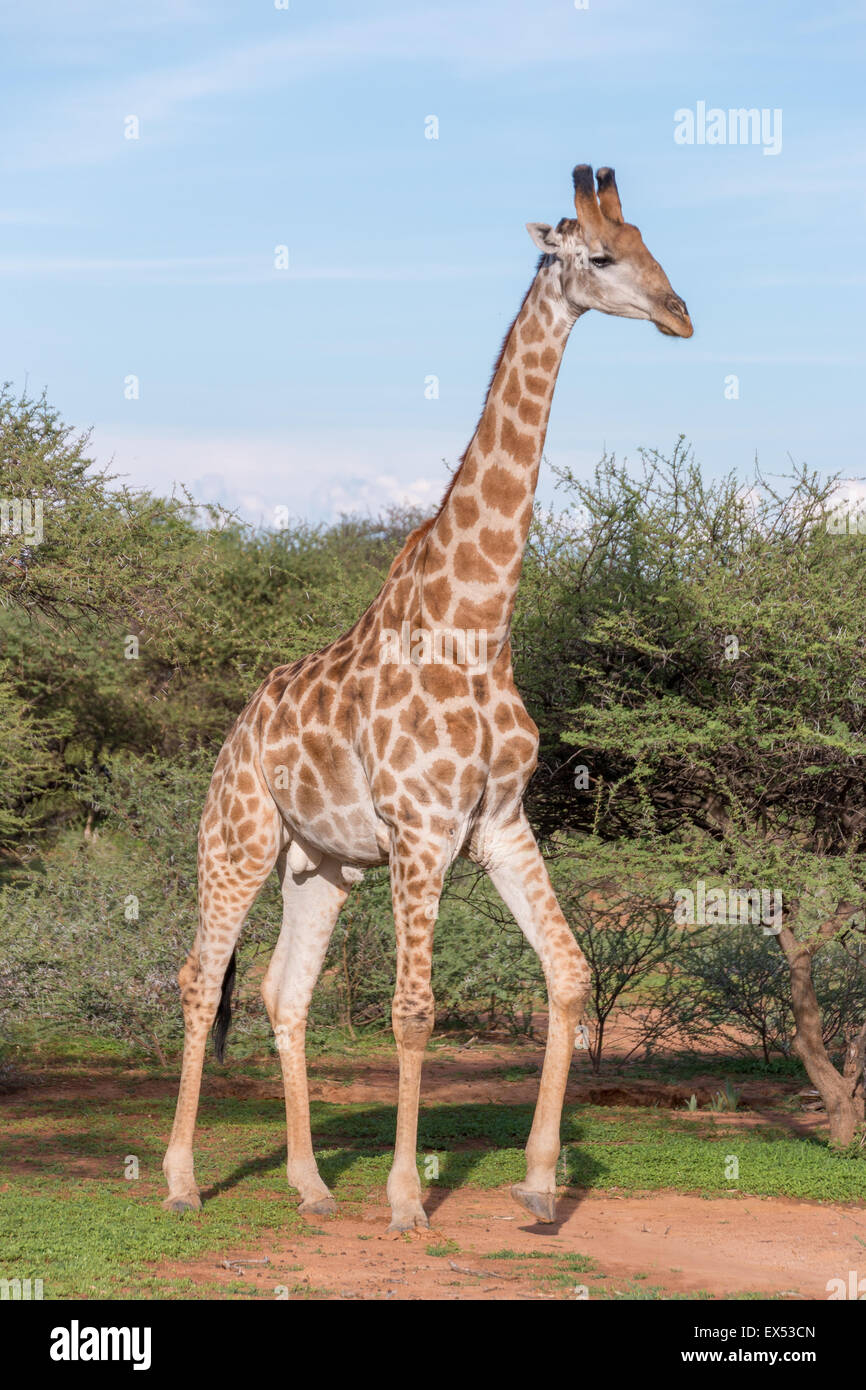 Giraffe im Mokolodi Naturreservat in Botswana Stockfoto