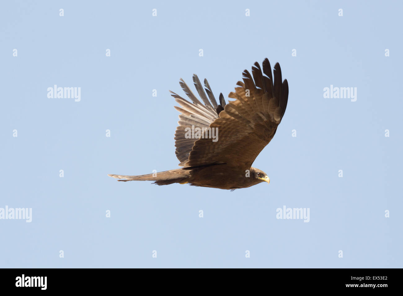 Schwarzmilan, die lokal als Amora, fliegen in der Luft bekannt ist Stockfoto