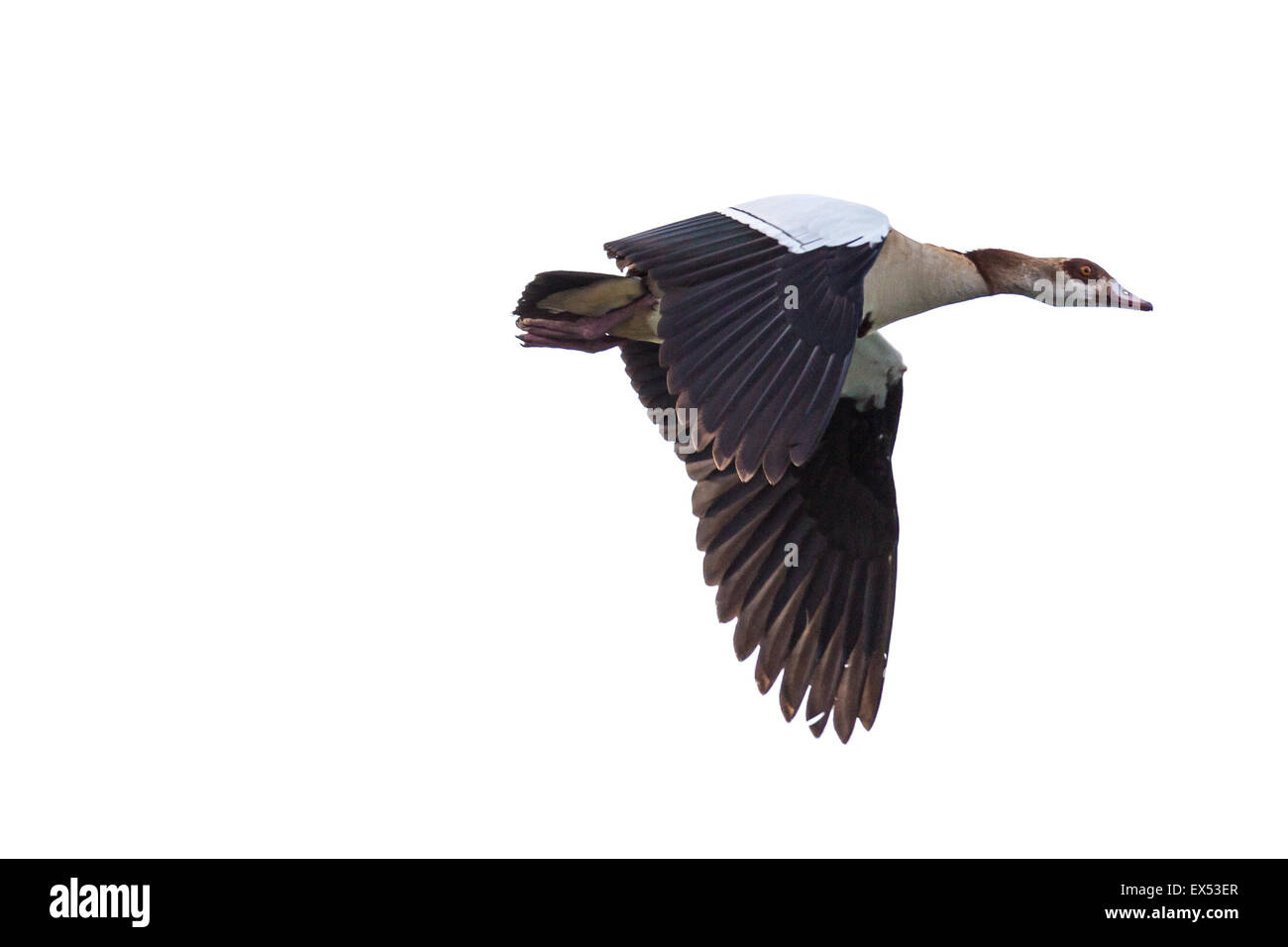 Nilgans (Alopochen Aegyptiacus) mit schwarzen und weißen Flügel im Flug Stockfoto