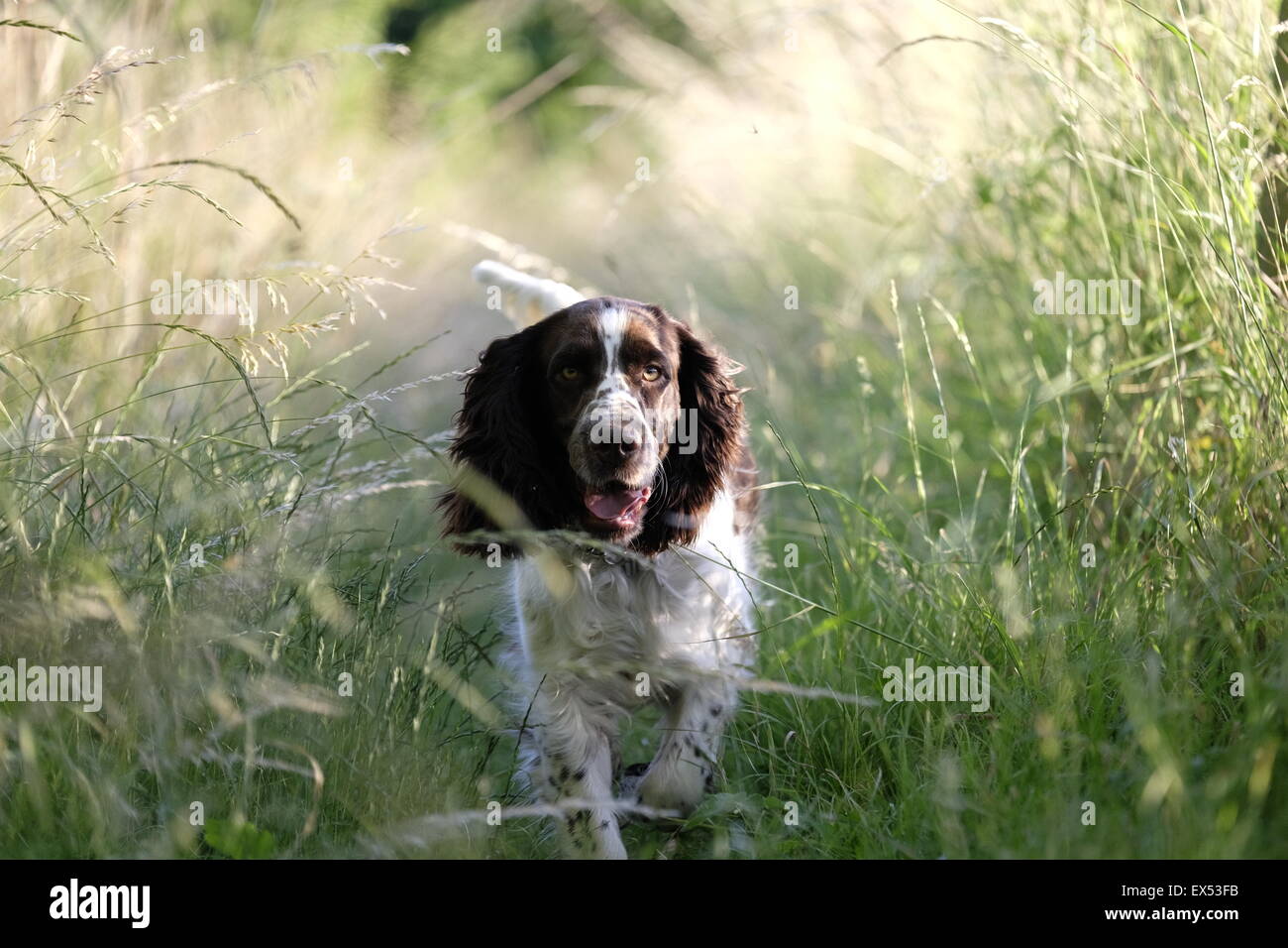 Englisch Springer Spaniel Welpen laufen lange Gras in der Abendsonne. Stockfoto