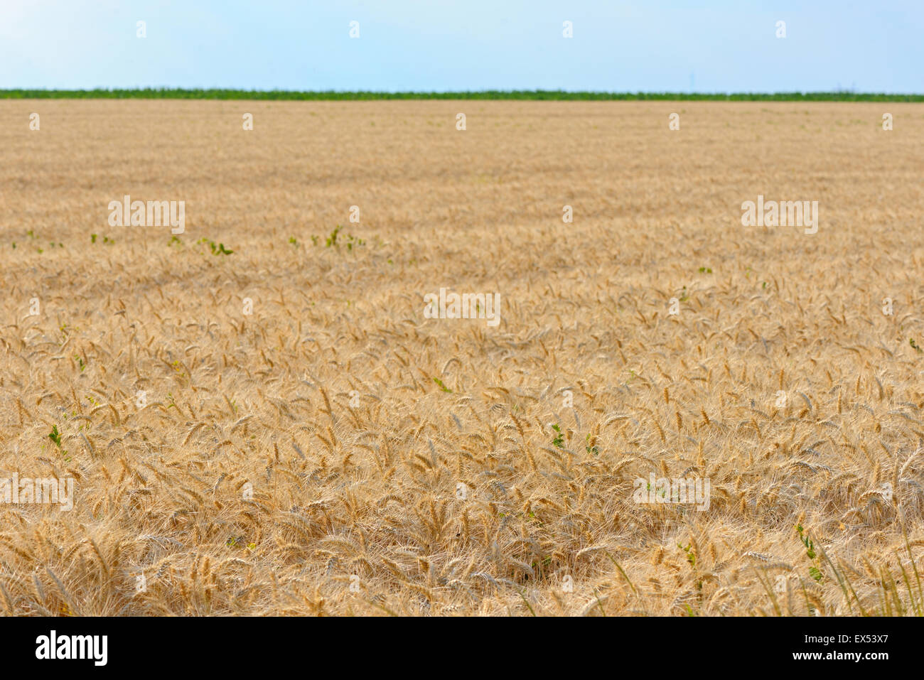 Gereifte Weizenfeld in der Sommerzeit Stockfoto